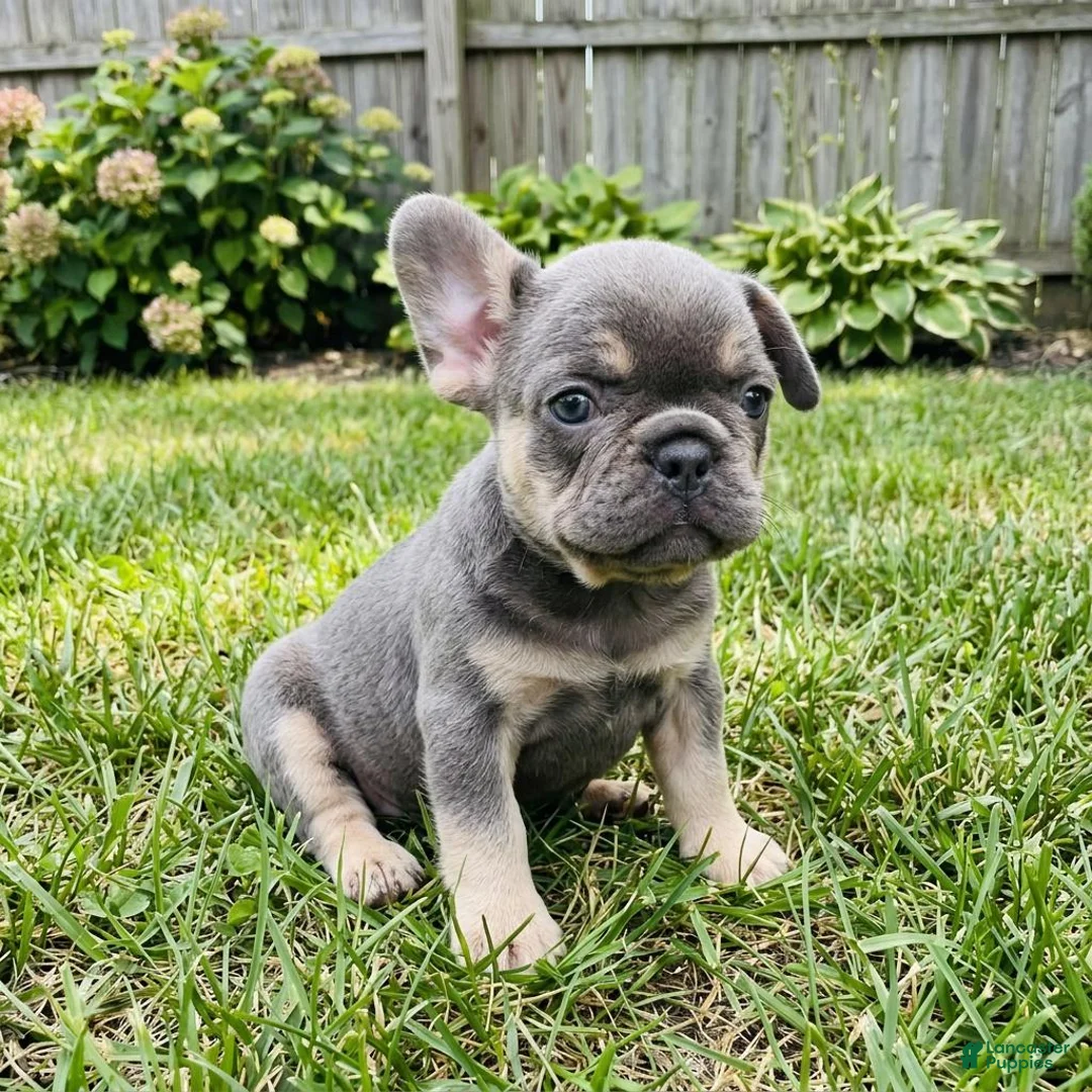 French Bulldog dogs for sale: BiBi - Ad 2