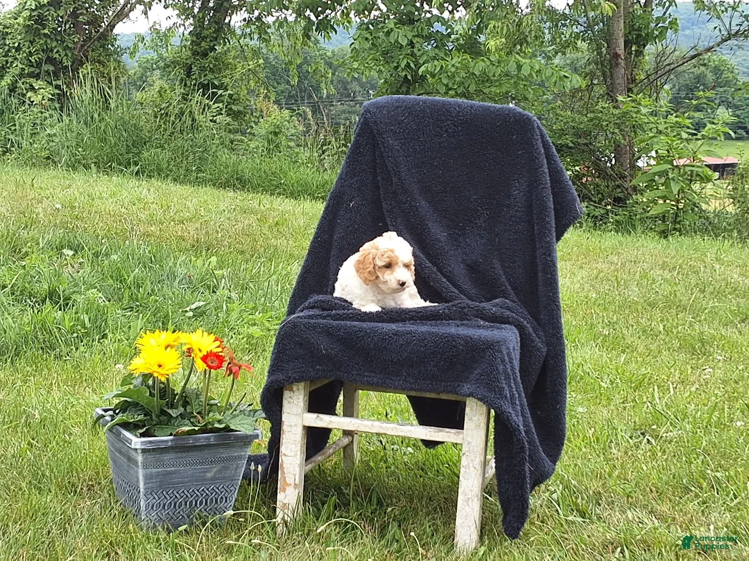 Miniature Poodle dogs for sale: Cassidy  - Ad 3