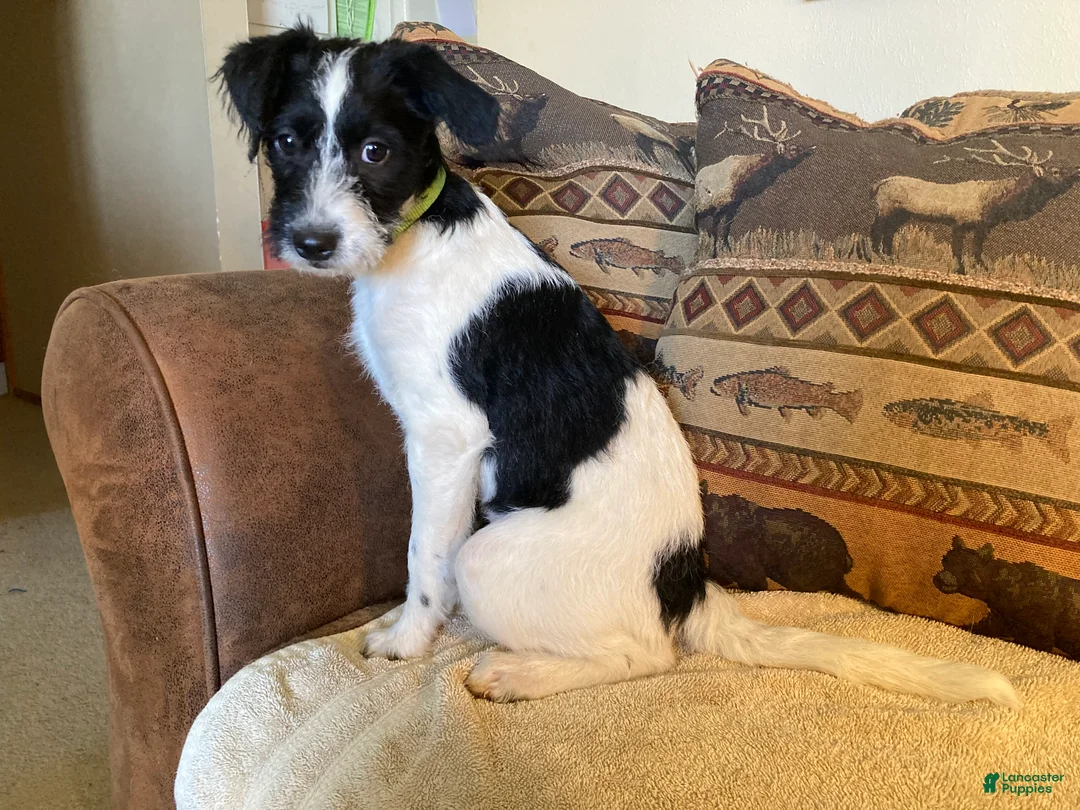 Bordoodle dogs for sale: Bordoodle Puppy Yipes Stripes - Ad 2