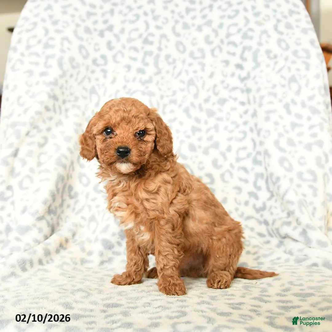 Miniature Poodle dogs for sale: Leo - Ad 4