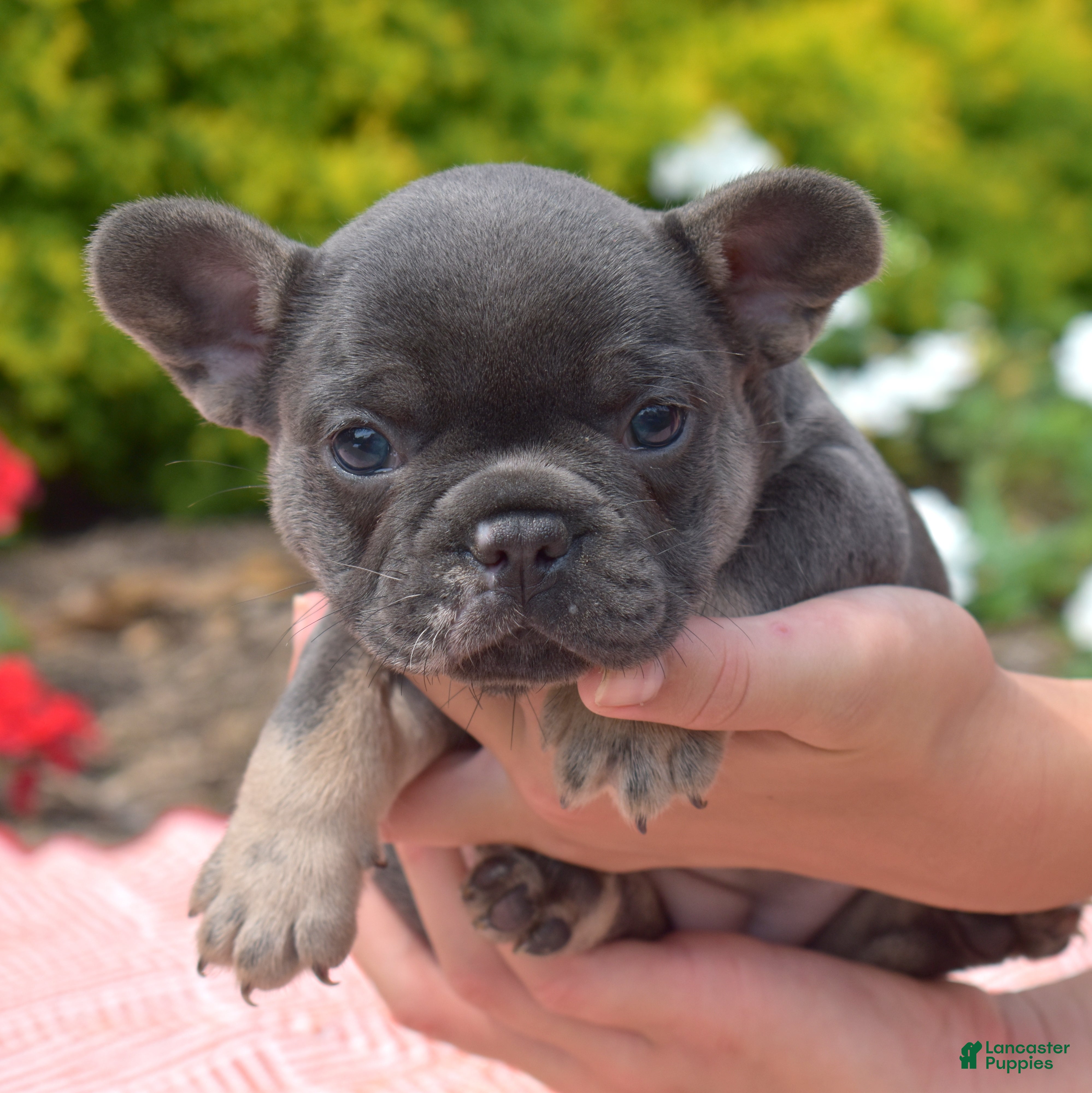 French Bulldog dogs Zoey - Ad 1