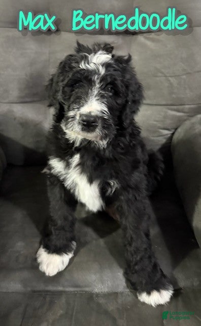 Bernedoodle dogs Max - Ad 24