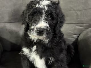 Bernedoodle dogs Max - Ad 24