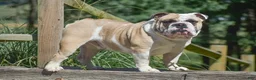 Olde English Bulldogge dogs for sale: Aurora - Ad 16