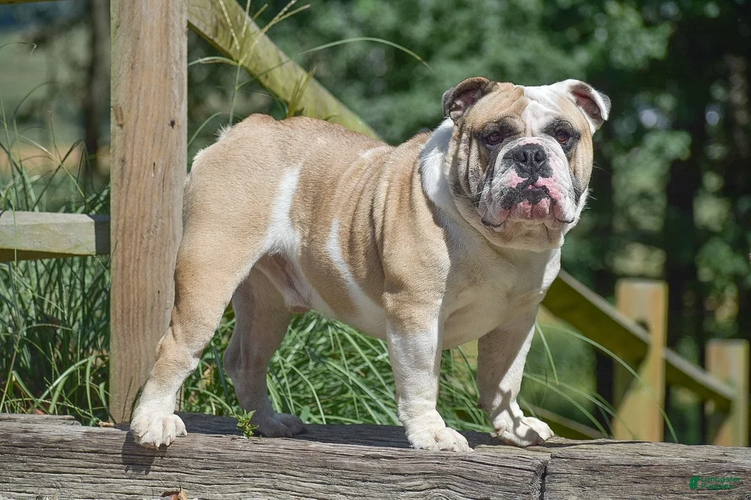 Olde English Bulldogge dogs for sale: Aurora - Ad 16