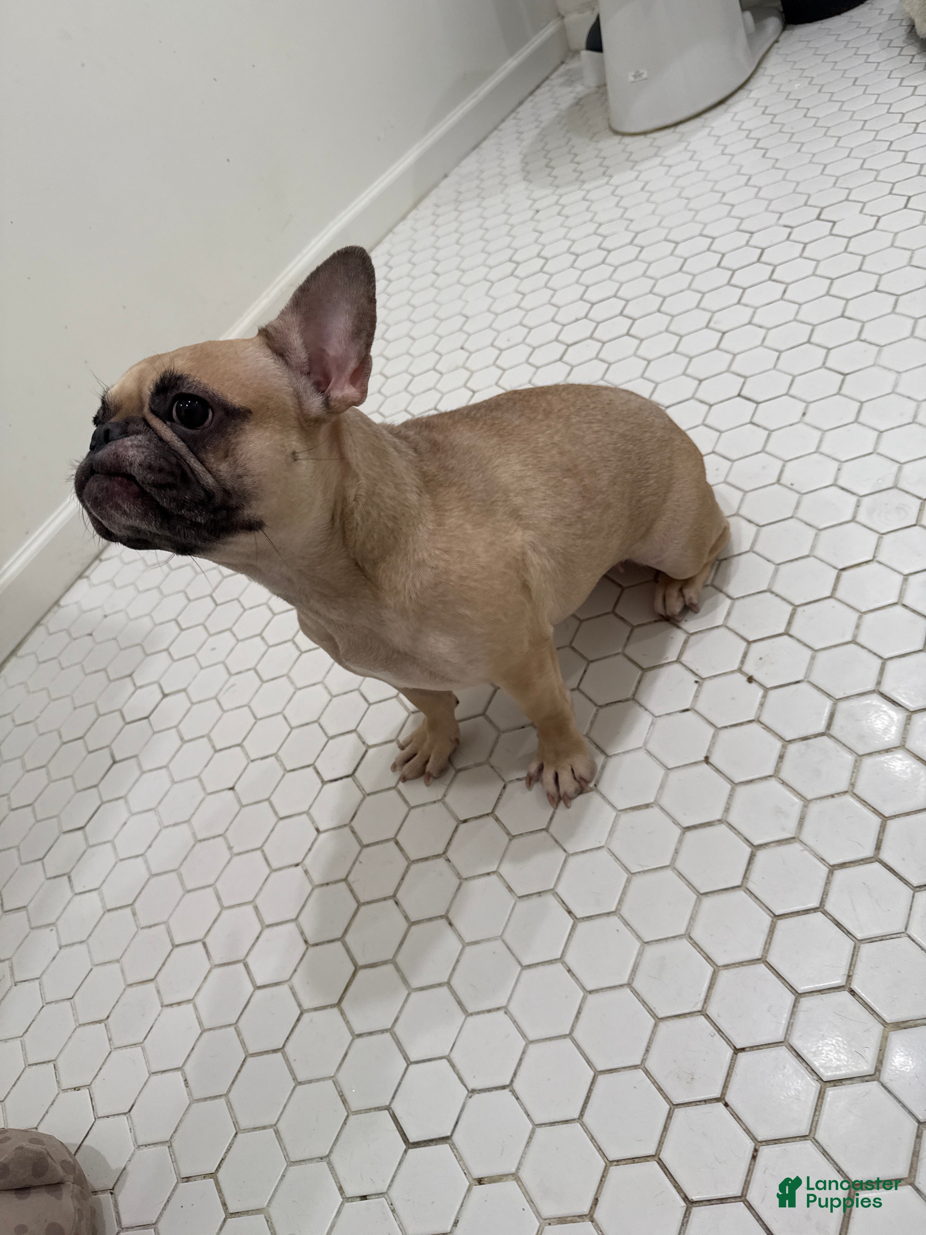 French Bulldog dogs French Bulldog Puppy  - Ad 40