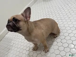 French Bulldog dogs French Bulldog Puppy - Ad 40