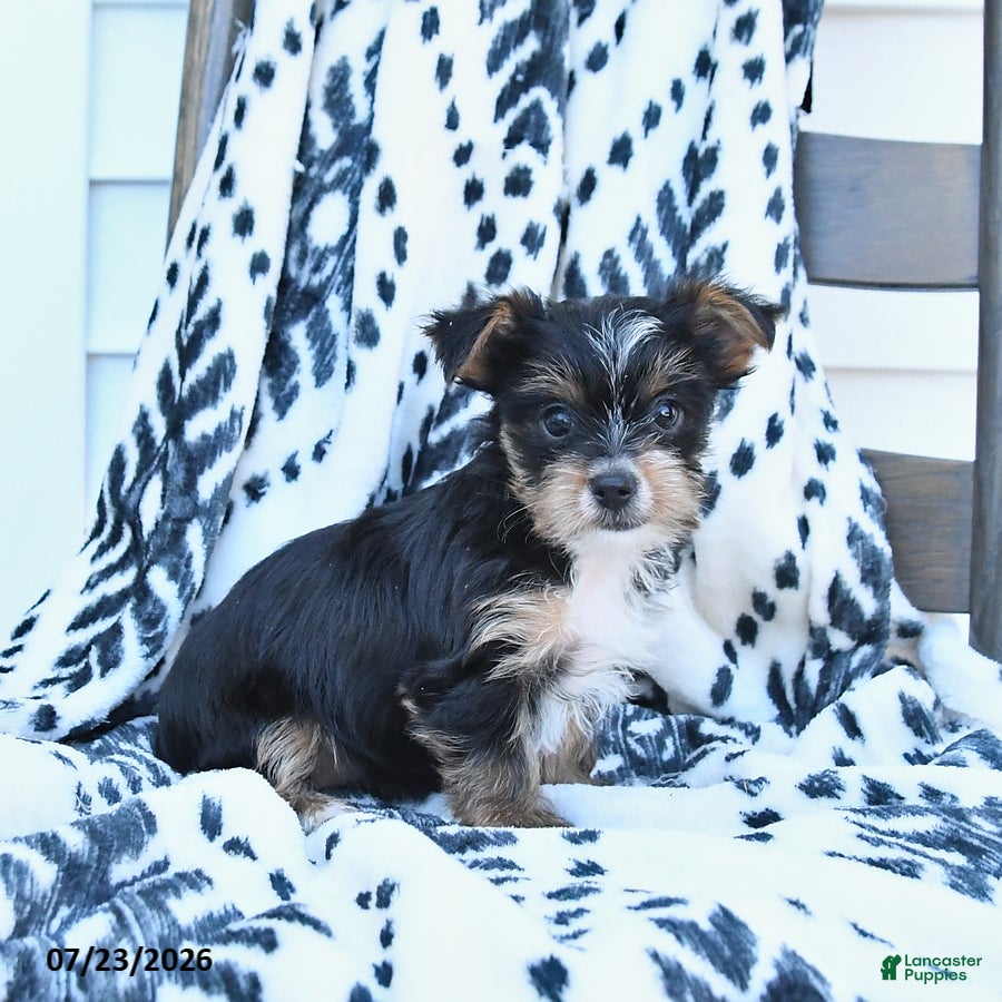 Yorkshire Terrier dogs Chica - Ad 2