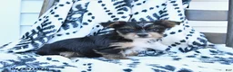 Yorkshire Terrier dogs for sale: Chica - Ad 2