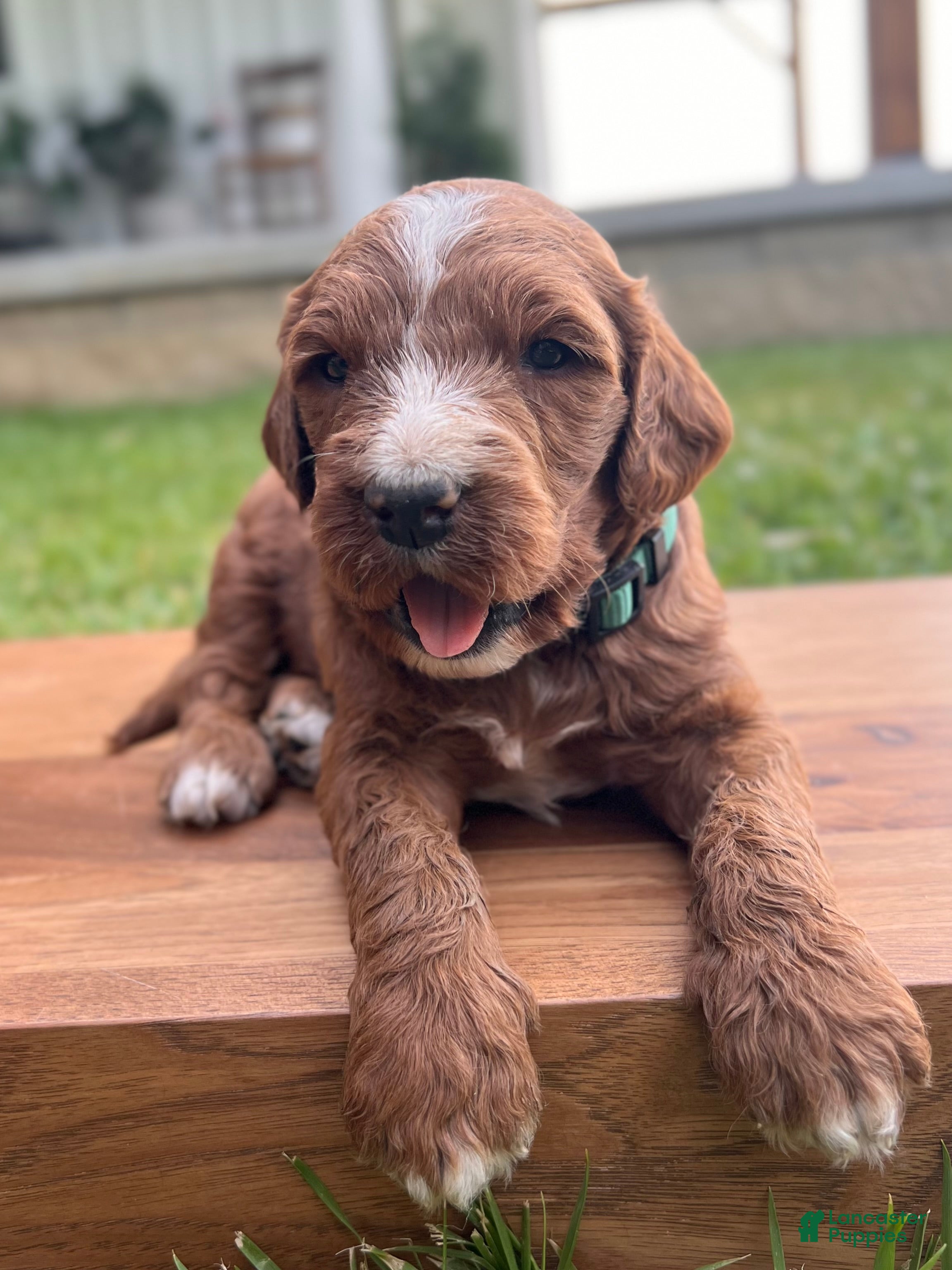 Irish Doodle dogs Ash - Ad 2
