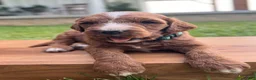 Irish Doodle dogs for sale: Ash - Ad 2