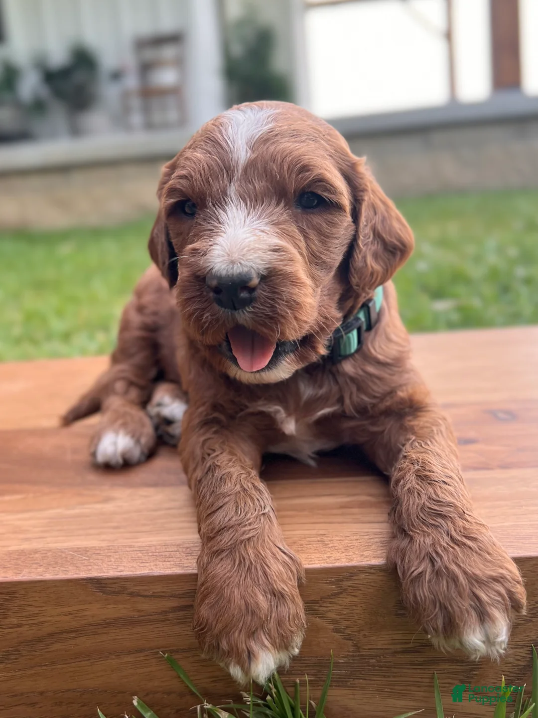 Irish Doodle dogs for sale: Ash - Ad 2