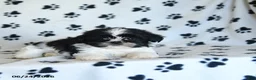 Shih Tzu dogs for sale: Kolby - Ad 5