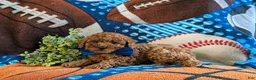 Miniature Poodle dogs for sale: Skylar - Ad 4