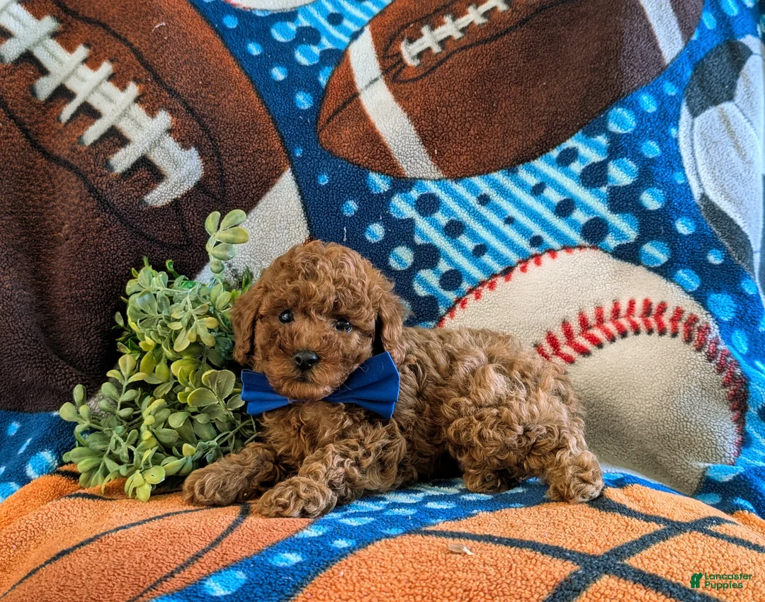 Miniature Poodle dogs for sale: Skylar - Ad 5
