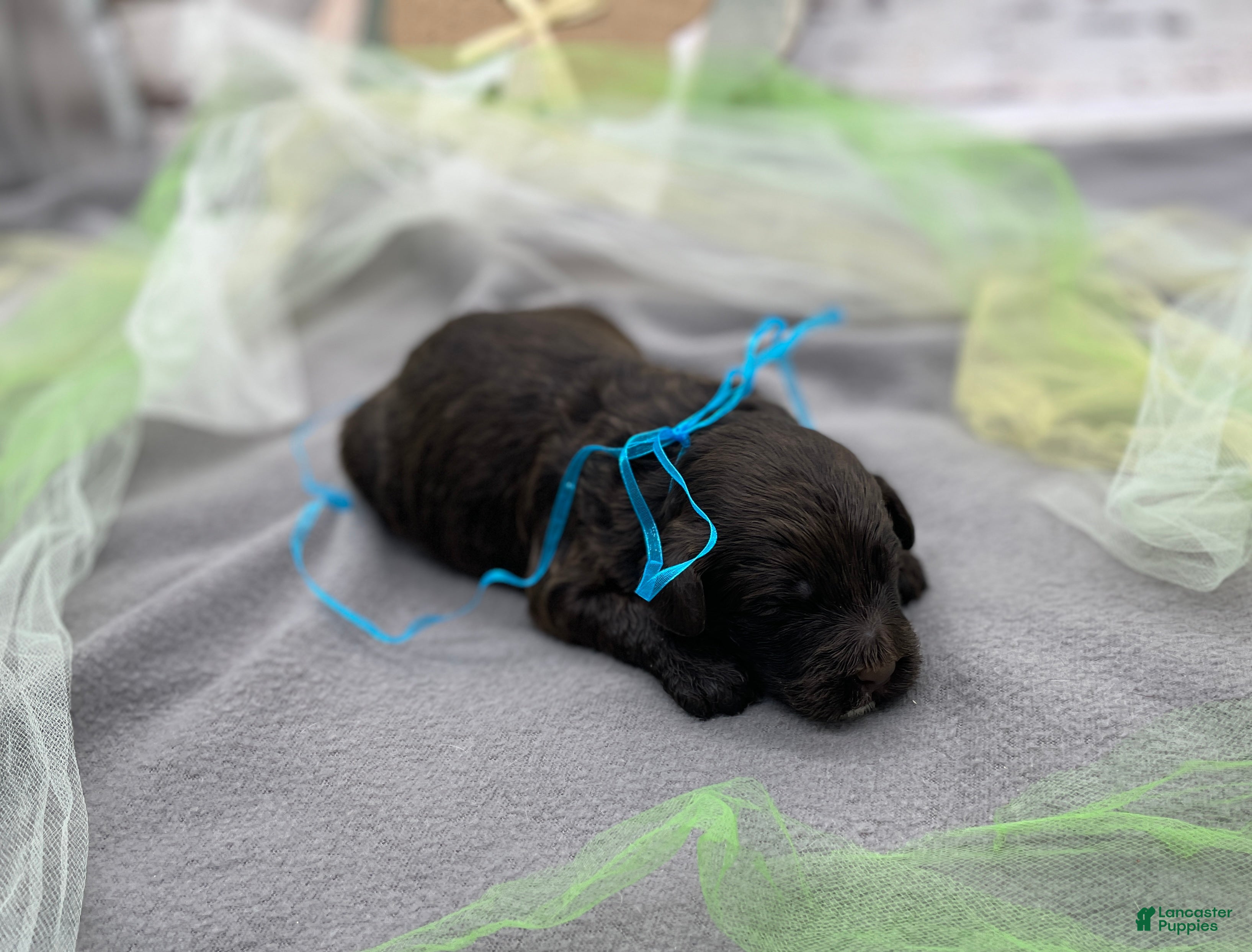 Portuguese Water Dog dogs Benny - Ad 2