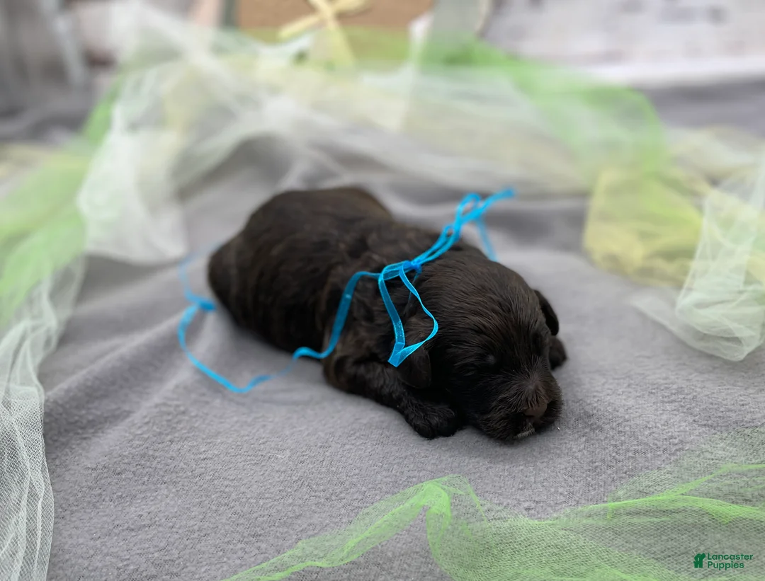 Portuguese Water Dog dogs for sale: Benny - Ad 2