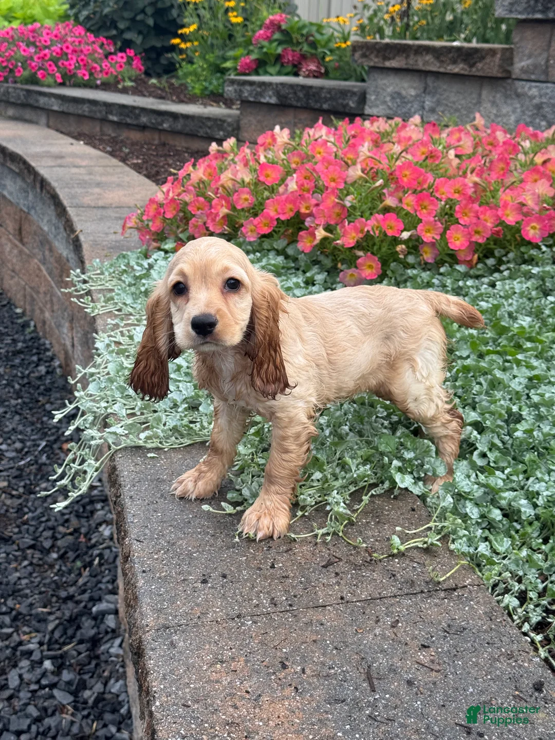 Cocker Spaniel dogs for sale: Coco - Ad 4