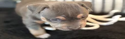 American Bully dogs for sale: Leviathan  - Ad 27