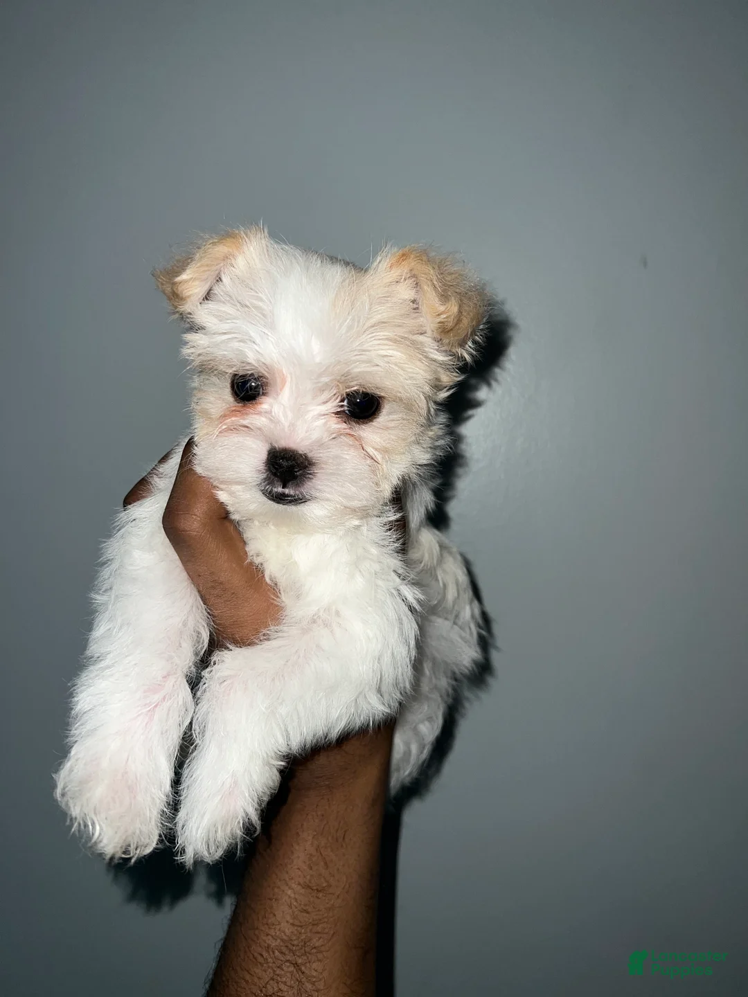 Yorkshire Terrier dogs for sale: Cyrus - Ad 6