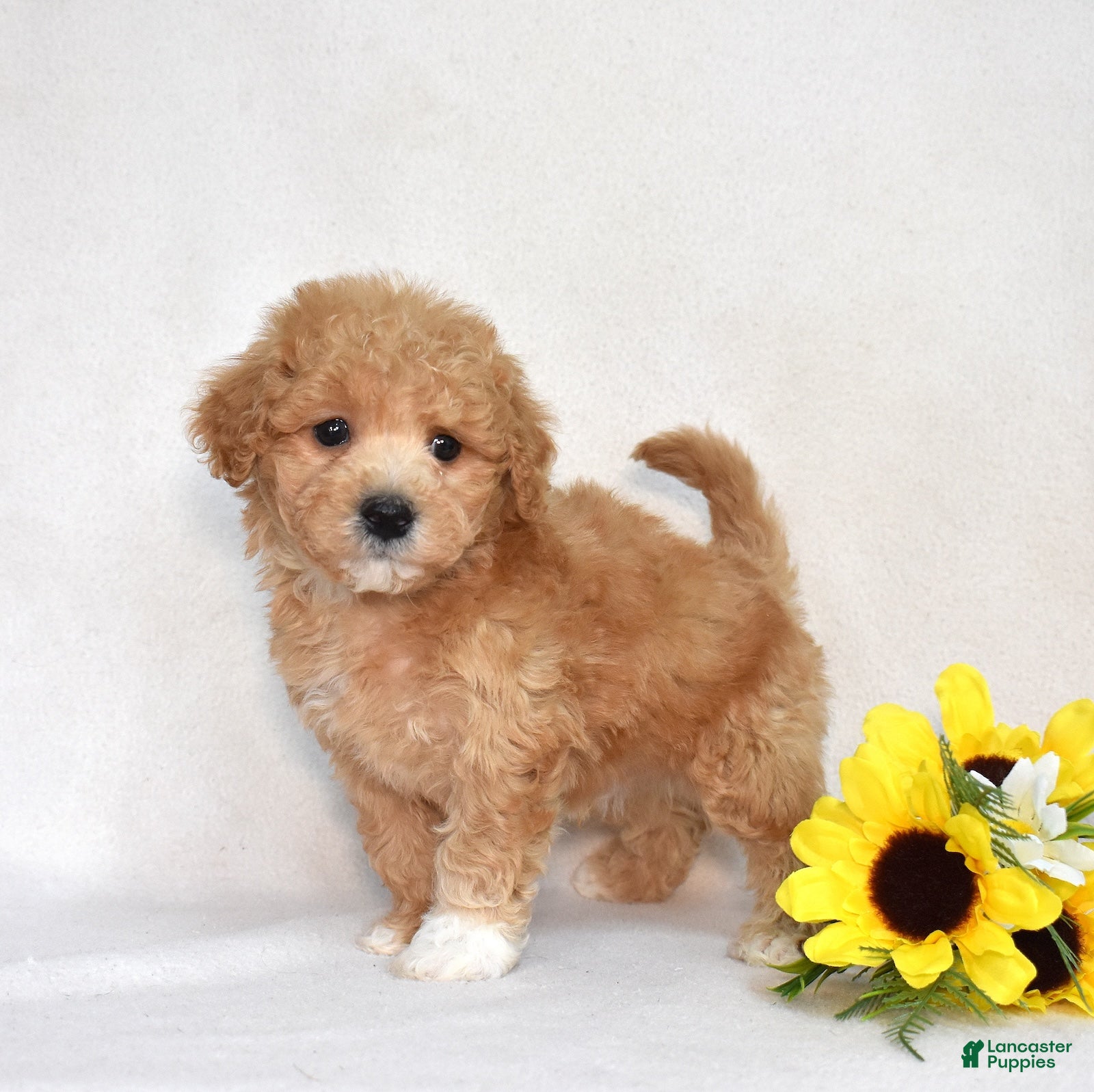 Bichpoo dogs Pringles  - Ad 2