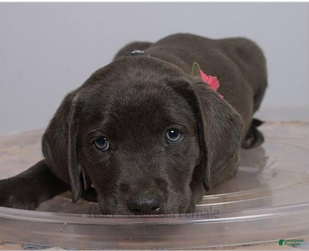 Labrador Retriever dogs for sale: Labrador Retriever Puppy 5 - Ad 5