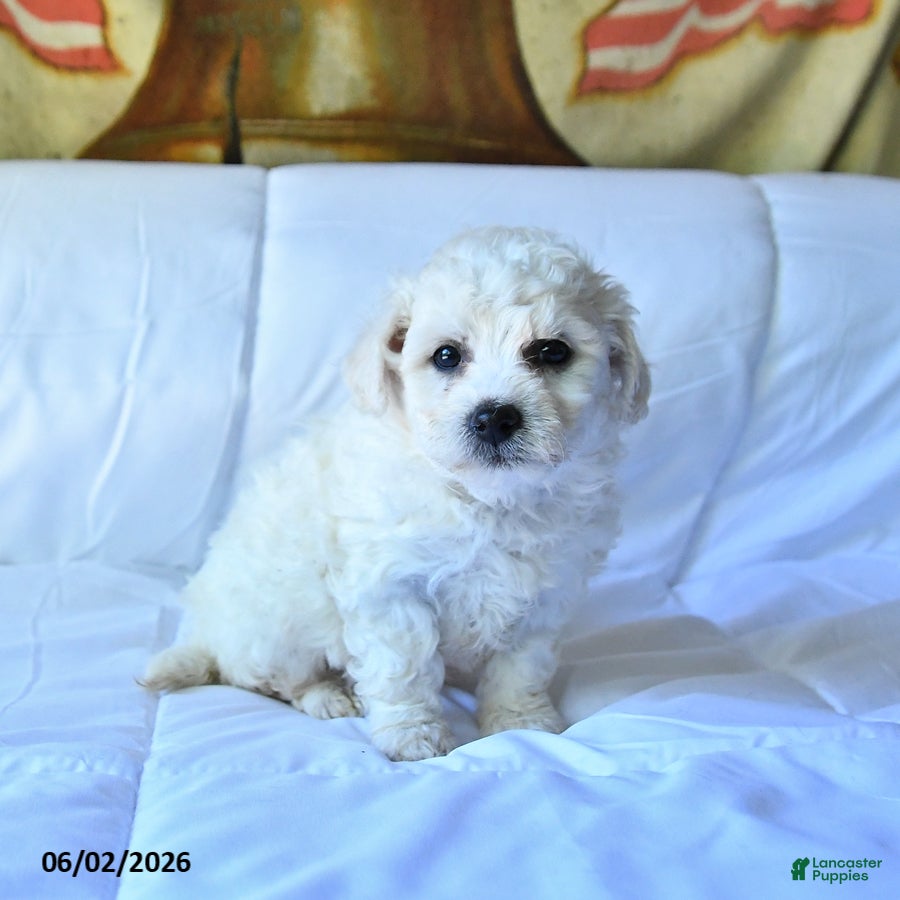 Bichon Frise dogs Ace - Ad 1