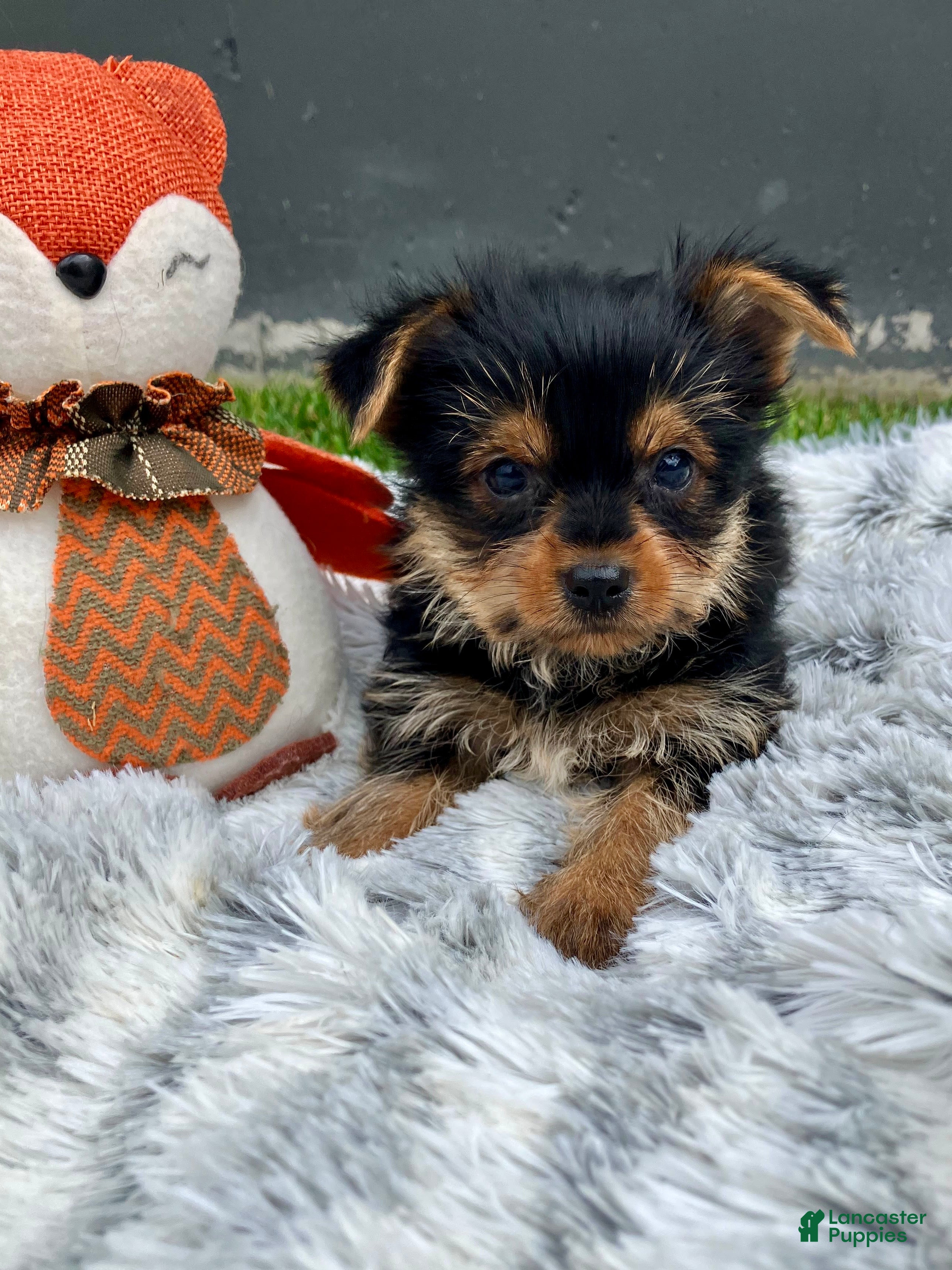 Yorkshire Terrier dogs Axel - Ad 1