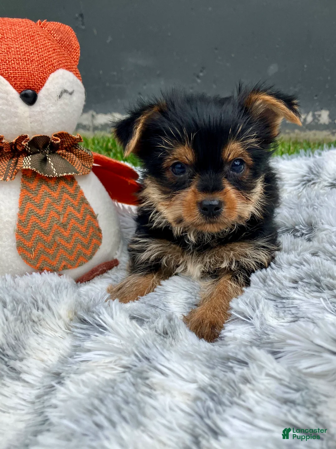 Yorkshire Terrier dogs for sale: Axel - Ad 1