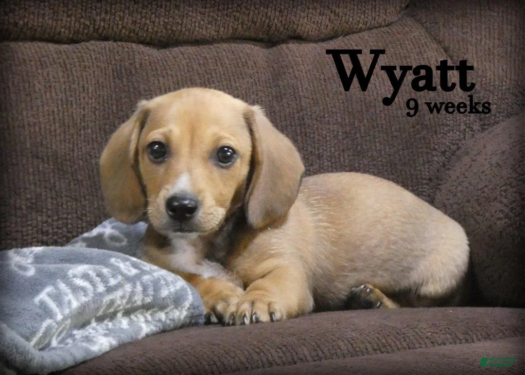 Dachshund dogs for sale: Wyatt - Ad 2