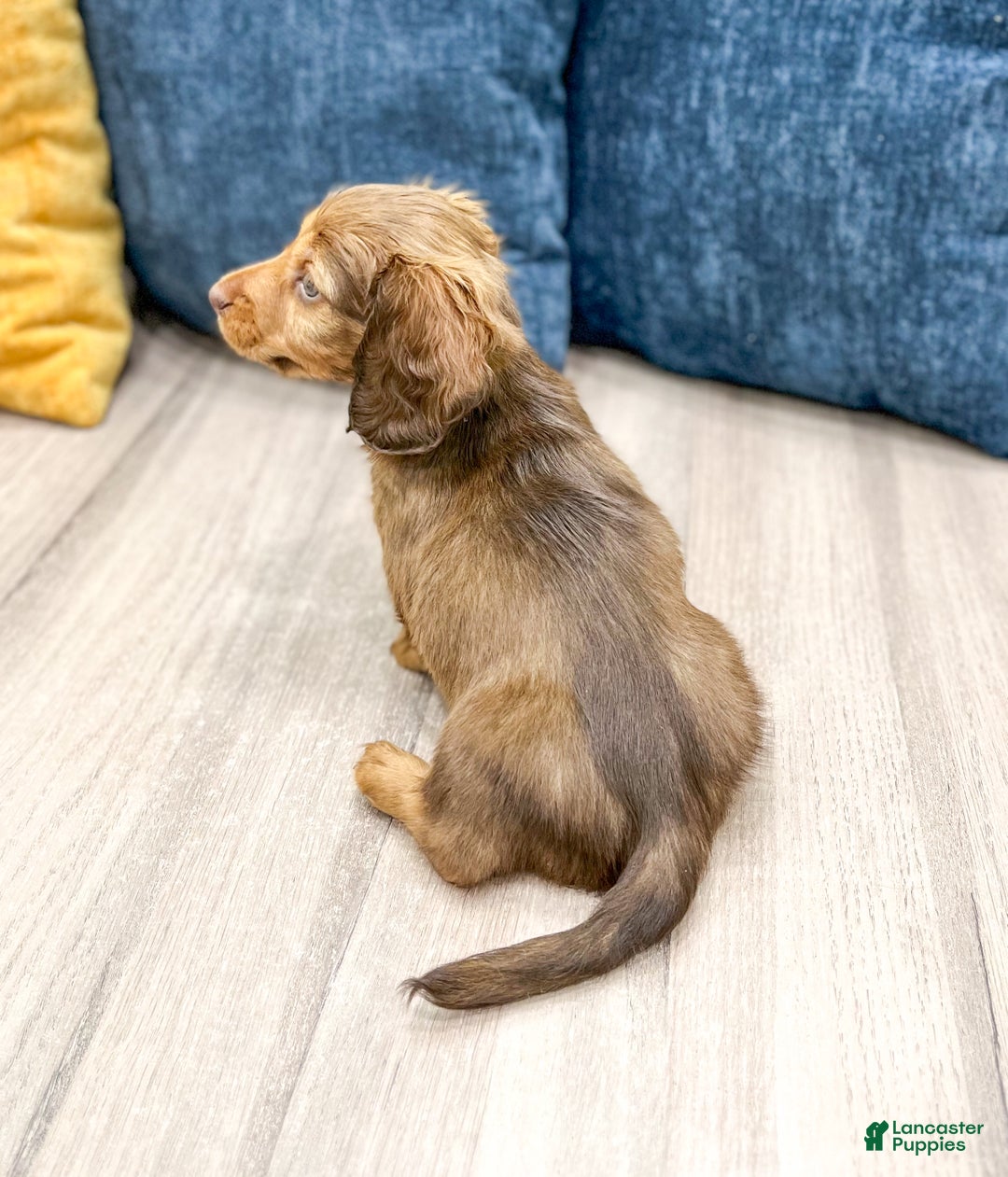 Miniature Dachshund dogs for sale: Cody - Ad 5