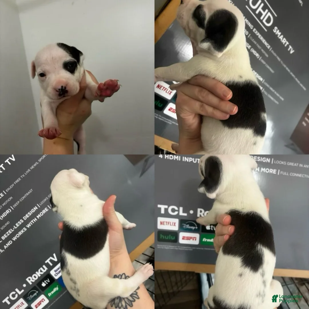 American Staffordshire Terrier dogs for sale: American Staffordshire Terrier 5 - Ad 2