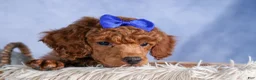 Toy Poodle dogs for sale: Turbo - Ad 13