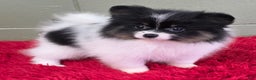 Pomeranian dogs for sale: Lucky  - Ad 4