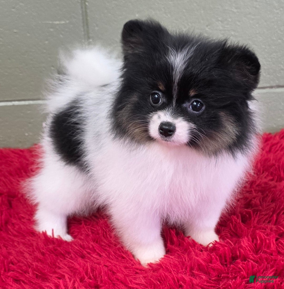 Pomeranian dogs for sale: Lucky  - Ad 4