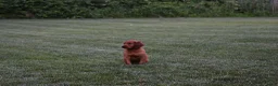 Irish Setter dogs for sale: Buddy - Ad 4