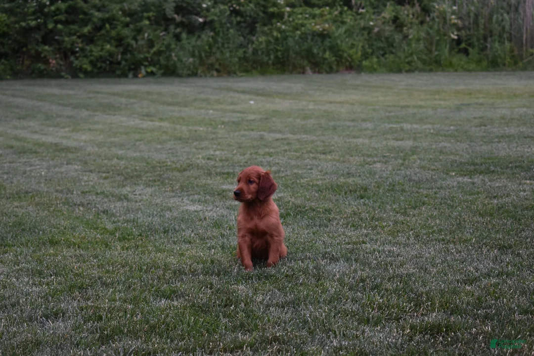 Irish Setter dogs for sale: Buddy - Ad 4