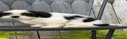 Shih Tzu dogs for sale: Shane Shih Tzu  - Ad 13