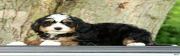 Mini Bernedoodle dogs for sale: Sophia - Ad 9