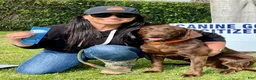 Labrador Retriever dogs for sale: Red Male - Ad 3