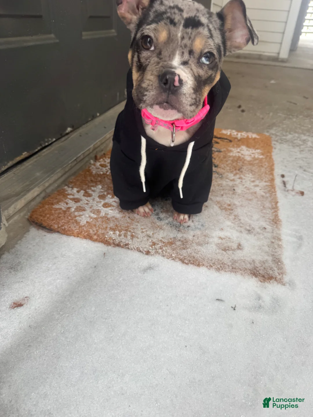 Mixed Breed dogs for sale: Mixed Breed Puppy 1 - Ad 2