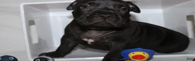 Duke