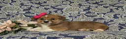 Welsh Corgi Pembroke dogs for sale: Maxie AKC Registered - Ad 5