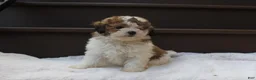 Miniature Poodle dogs for sale: Hallie - Ad 7
