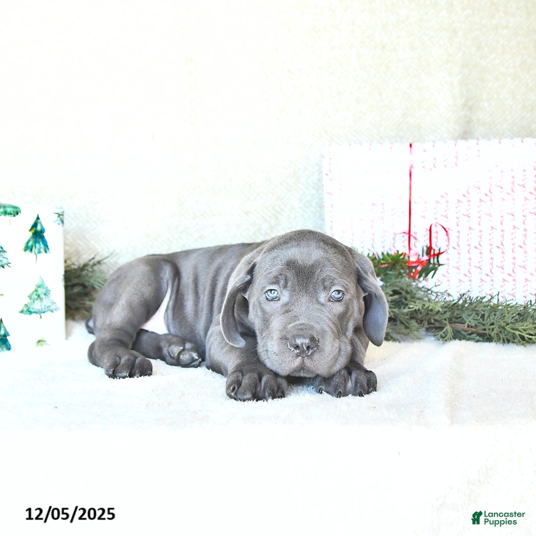 Cane Corso dogs for sale: Roscoe - Ad 3