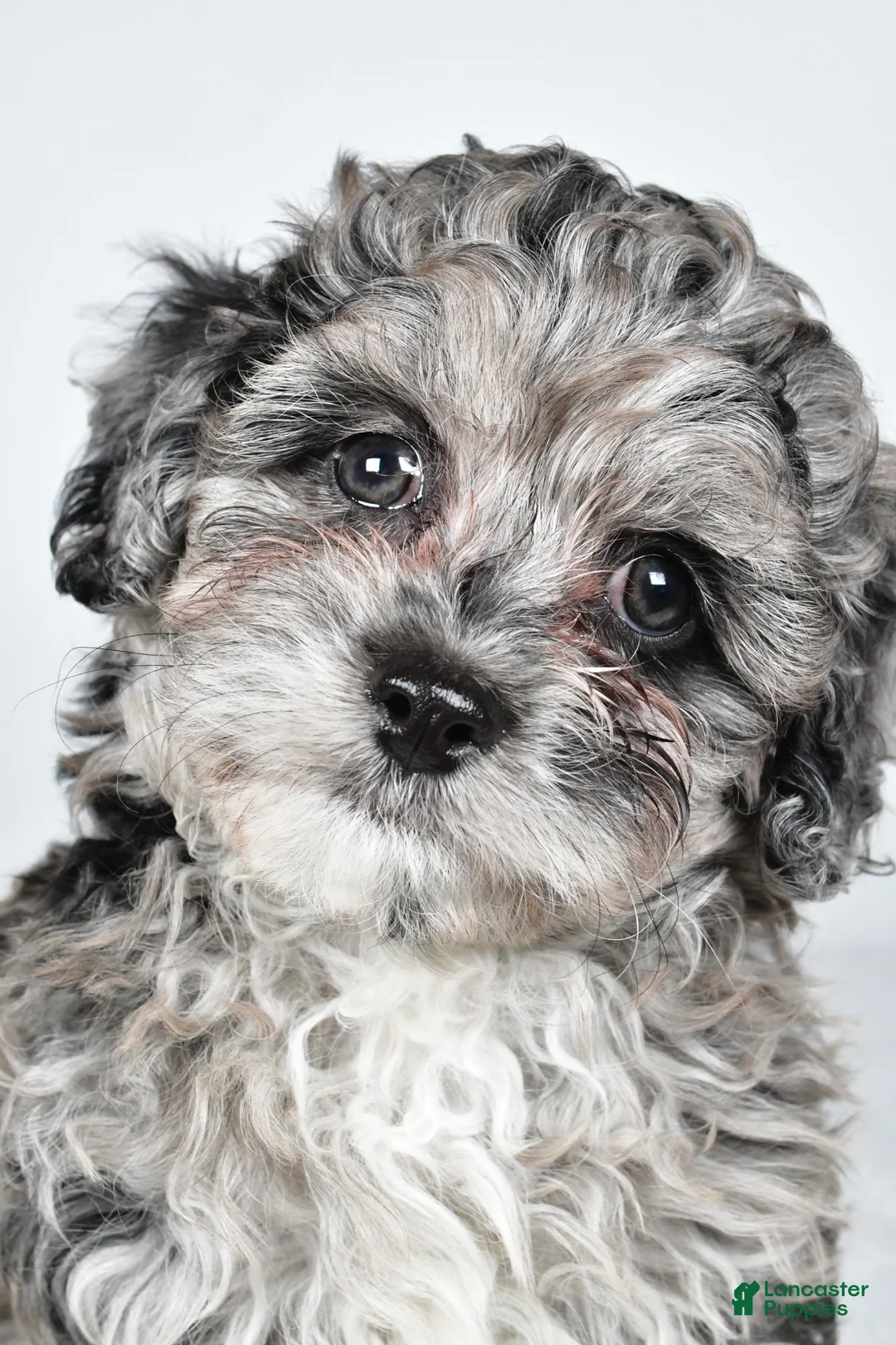 Cavapoo dogs for sale: Tyler - Ad 1