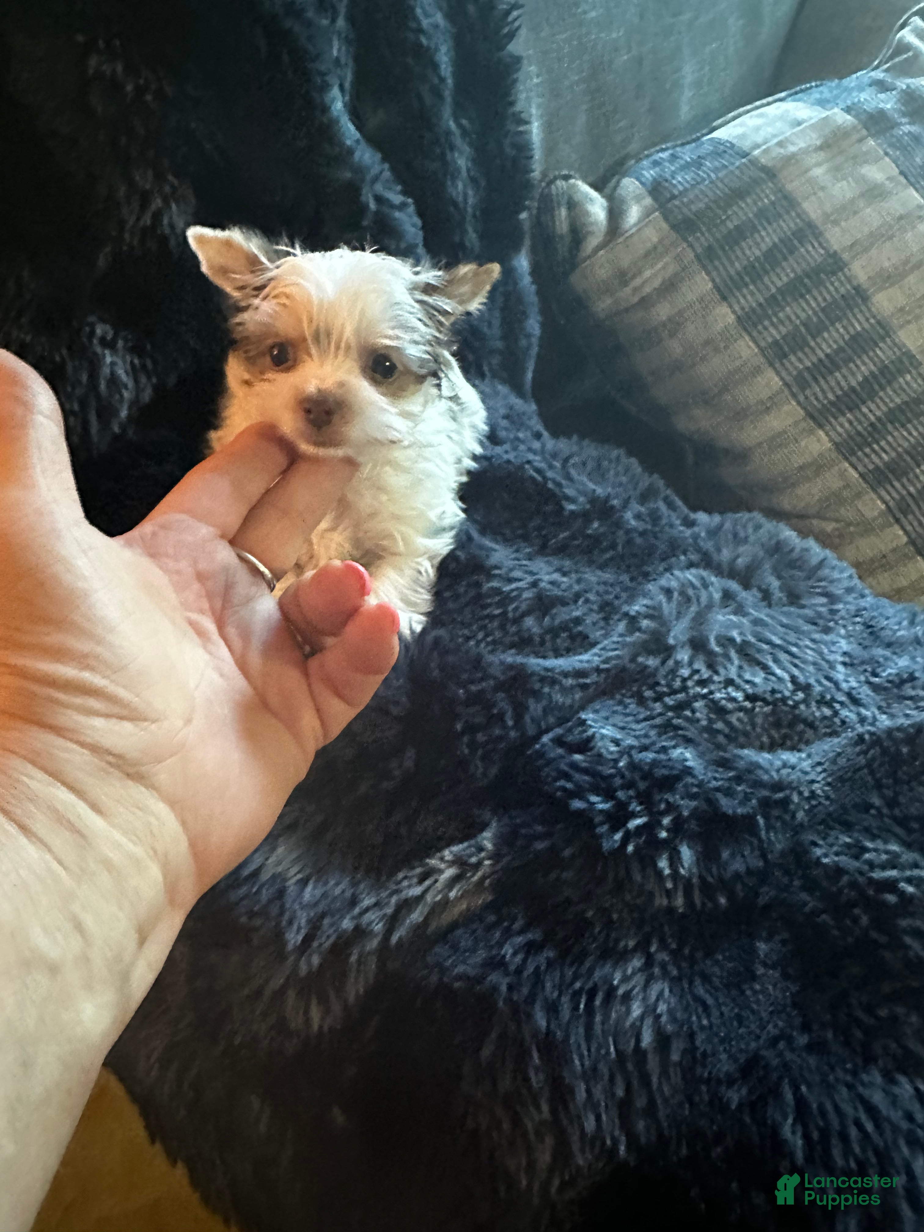 Yorkshire Terrier dogs AKC Woody - Ad 1