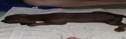 Redbone Coonhound dogs for sale: Redbone Coonhound 6(grey) - Ad 5