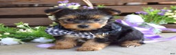 Yorkshire Terrier dogs for sale: Coby - Ad 5