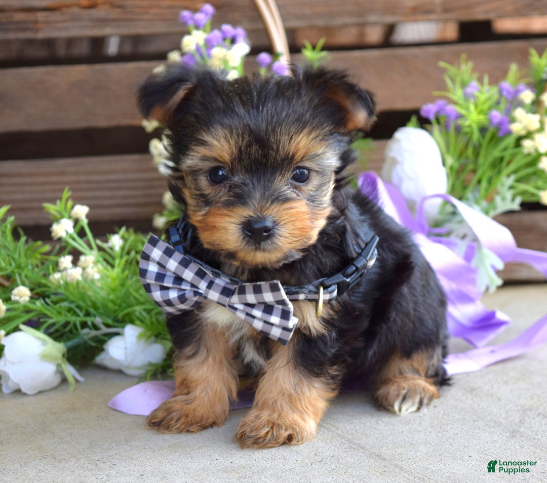 Yorkshire Terrier dogs for sale: Coby - Ad 5